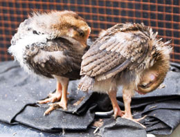 Photo: Chicks preening. Caroline's photo so all rights resrved