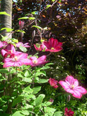 Photo: Clematis in Spring