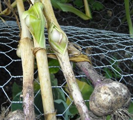 Photo: Cloves appearing on the stems of garlic