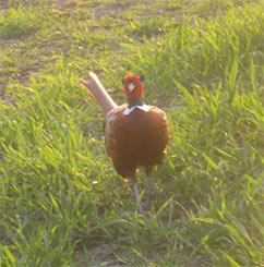 Photo: cock pheasant in field