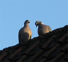 Photo: collared doves