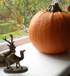 Photo: Deer camel and pumpkin