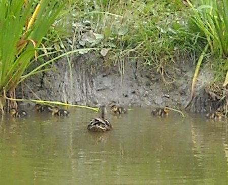 Photo: Duck and some of her ducklings