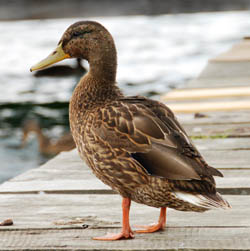 Photo: Duck rather than teal copyright Hanna Zabielska