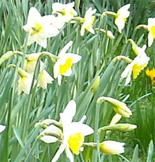 Photo: Early daffodils