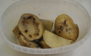 Photo: Eelworm infested potatoes