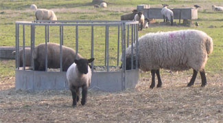 Photo: Ewes and lambs