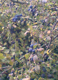 Photo: Fat sloes on a blackthorn bush