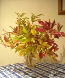 Photo: Forsythia leaves in autumn