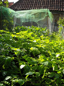 Photo: Potato border July 2009