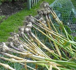 Photo: Garlic drying in the sun