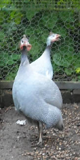 Photo: Guinea Fowl shrieking