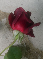 Old red rose