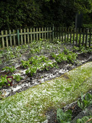 Photo: hail in the kitchen garden June 2009