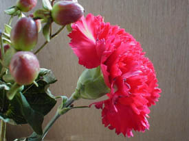Photo: Hardy carnation