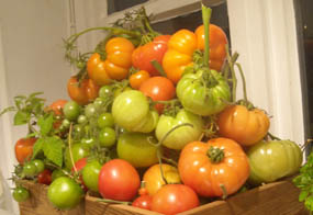 Photo: Harvested tomatoes