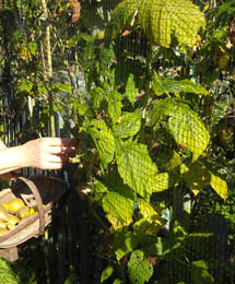 Photo: Harvesting raspberries