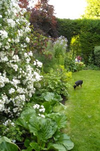 Photo: Herbacious border June 2009