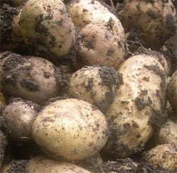 home-grown-potatoes