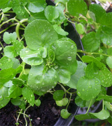 Photo: Home grown watercress