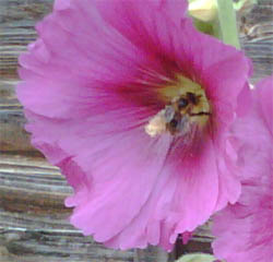 Photo: Honey bee in hollyhock