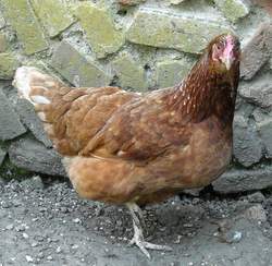 Brittany our little red hen