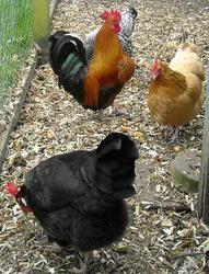 Tiny cockerel and hens in our pen