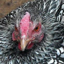 wyandotte bantam hen