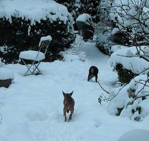 Dr Quito and Inca running off to enjoy the snow
