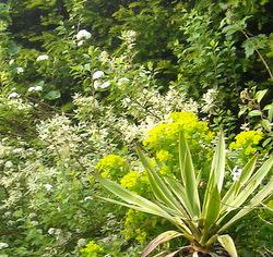 Detail from pondside garden