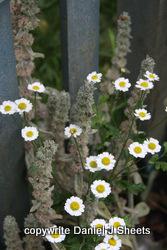 Feverfew and Rabbits Ear flower stalks