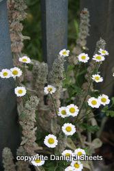 Feverfew and Rabbits Ear flower stalks