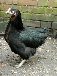 Florence as a young hen