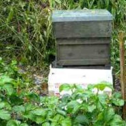 The arrival of the colony of Buckfast bees
