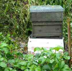 Nucleus box and bee hive