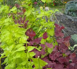 Orach - green and purple