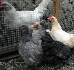 Pekin bantams 10 weeks old and white leghorn