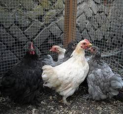 Pekin bantams 10 weeks old - black, buff and grey