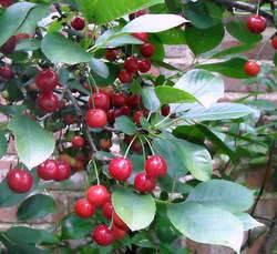 Ripening Morello cherries in our garden