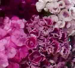 Sweet William flowers