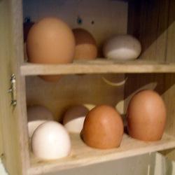 The French egg cupboard in our kitchen