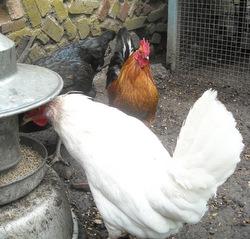 Tiny cockerel Beatyl with Paris in the foreground