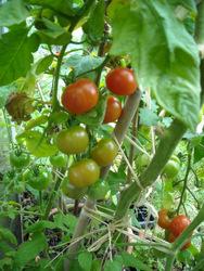 Tomatoes in the greenhouse last summer