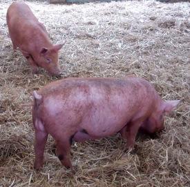 Wimpole Home Farm Pigs