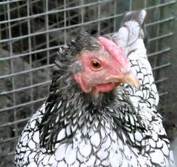 Wyandotte hen named Hope