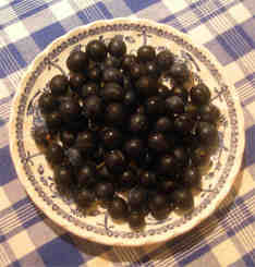 a dish of ripe sloes