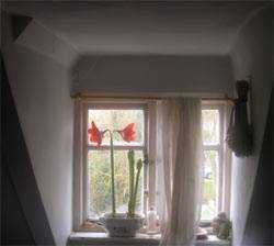 romantic photo of an amaryllis in blossom in our bedroom