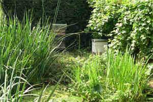 Photo of our little apiary with two hives