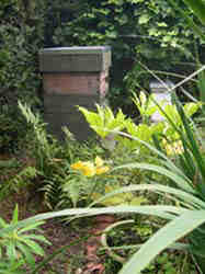 View of our apiary with two beehives