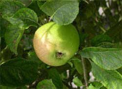 A green cooking apple growing in our garden
